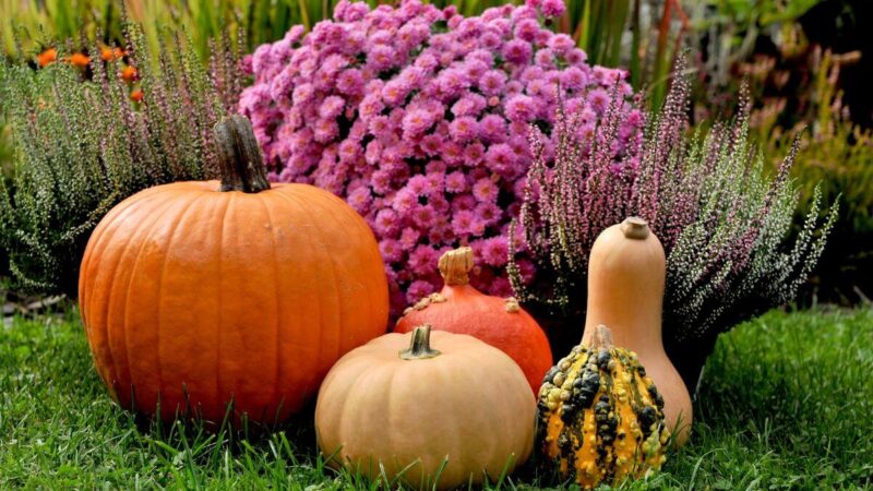 Spalį sodo darbai nesibaigia. Štai ką, pasak sodininkystės ekspertų, būtina atlikti dar šį mėnesį.