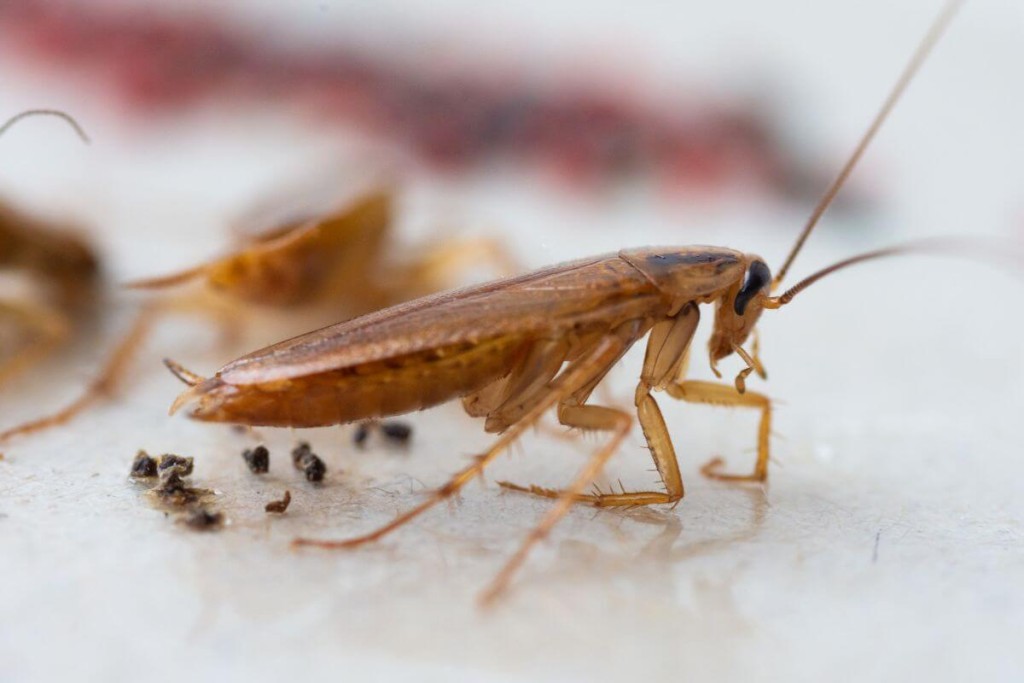 Tarakonai. 10 būdų kaip atsikratyti. Pašalinkite maisto šaltinį