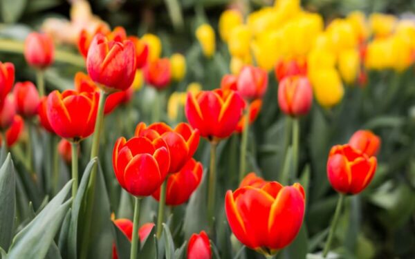 Ekspertai pataria kaip tinkamai sodinti tulpes spalį, kad pavasarį sulauktumėte žiedų gausos