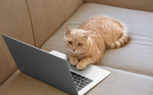 Katės supranta žmogaus kalbą teigia tyrimo rezultatai