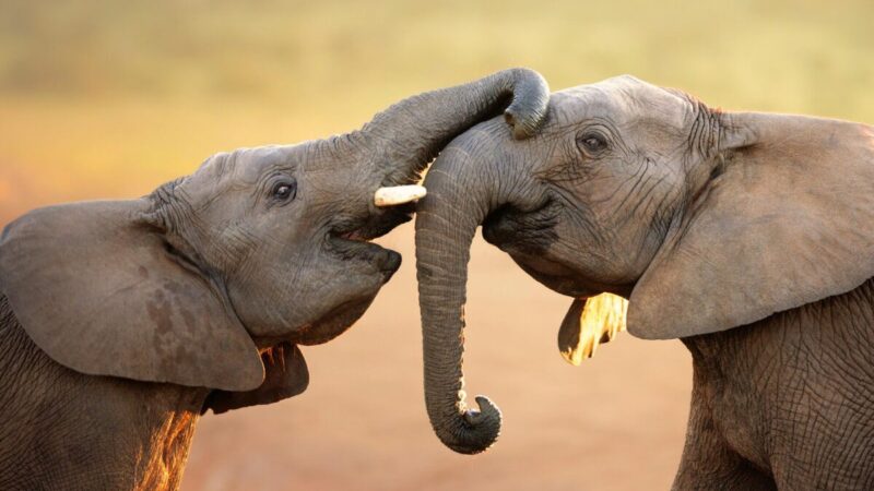 Kodėl dramblių oda raukšlėta, išsiaiškino mokslininkai