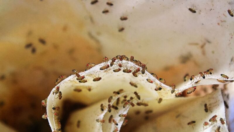 Biologijos mokslų daktarės teigimu vaisines museles rudenį išnaikinsite paprastai pasinaudoję šiais patarimais