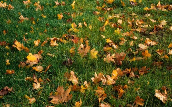 Kaip prižiūrėti veją rudenį? Specialistai pasidalijo patarimais, ką pirmiausiai reikėtų atlikti?