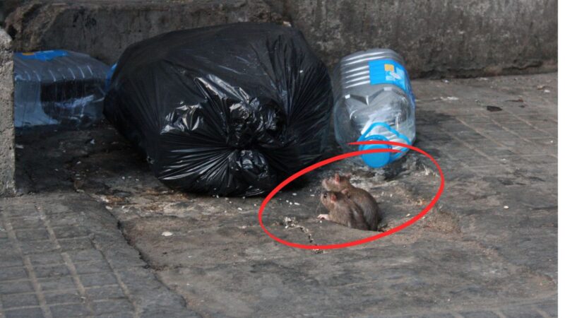 Ar tiesa, kad Niujorką – vieną turtingiausių miestų, siaubia žiurkės?