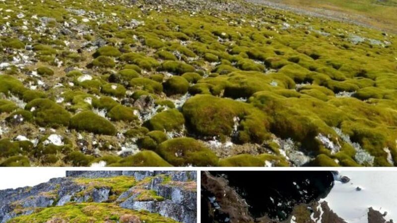 „Ledinė” Antarktida „žaliuoja“ dramatišku greičiu dėl klimato kaitos