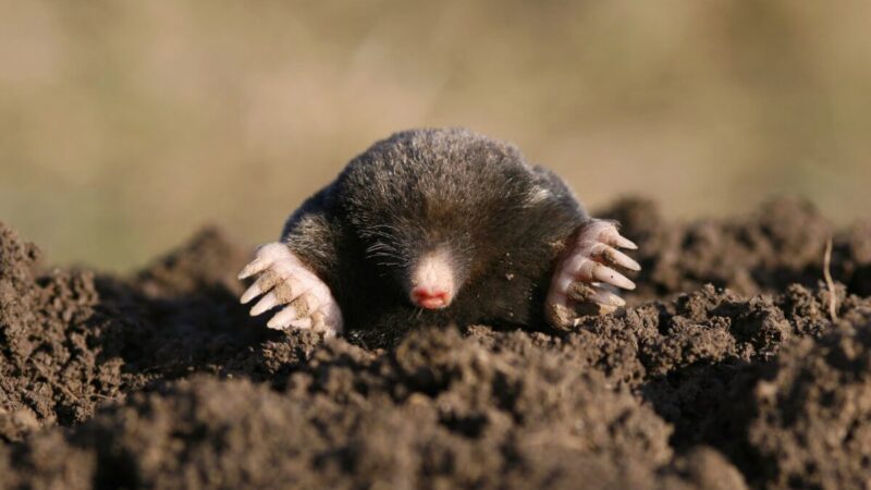 Spalį pasodinkite šiuos augalus – jie padės atsikratyti kurmių