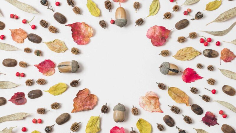 Sekmadienio augalų vadovas (spalio 20 d.): Atraskite dangaus žiedus, atitinkančius jūsų Zodiako aurą šiandien!