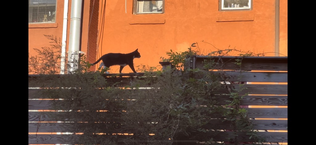 Screenshot - Laikas.lt Žiurkės Niujorke. Katės Niujorko mieste