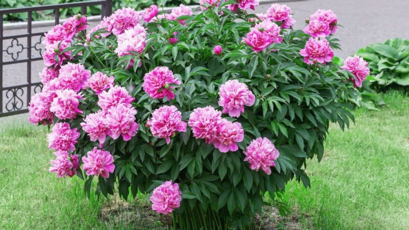 Norite nuostabių bijūnų kitą sezoną? Štai kokius veiksmus reikėtų atlikti