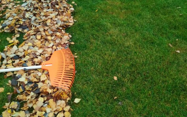 Kaip paruošti veją žiemai?