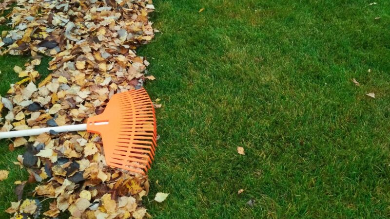 Kaip paruošti veją žiemai?