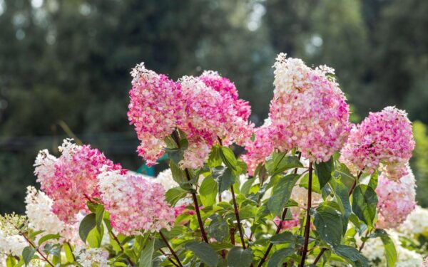 Medžio formos hortenzijos: sodininkai dalijasi patarimais kaip užauginti