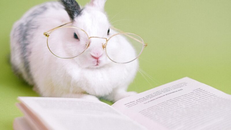 Triušio metais gimę žmonės – kuo jie ypatingi?