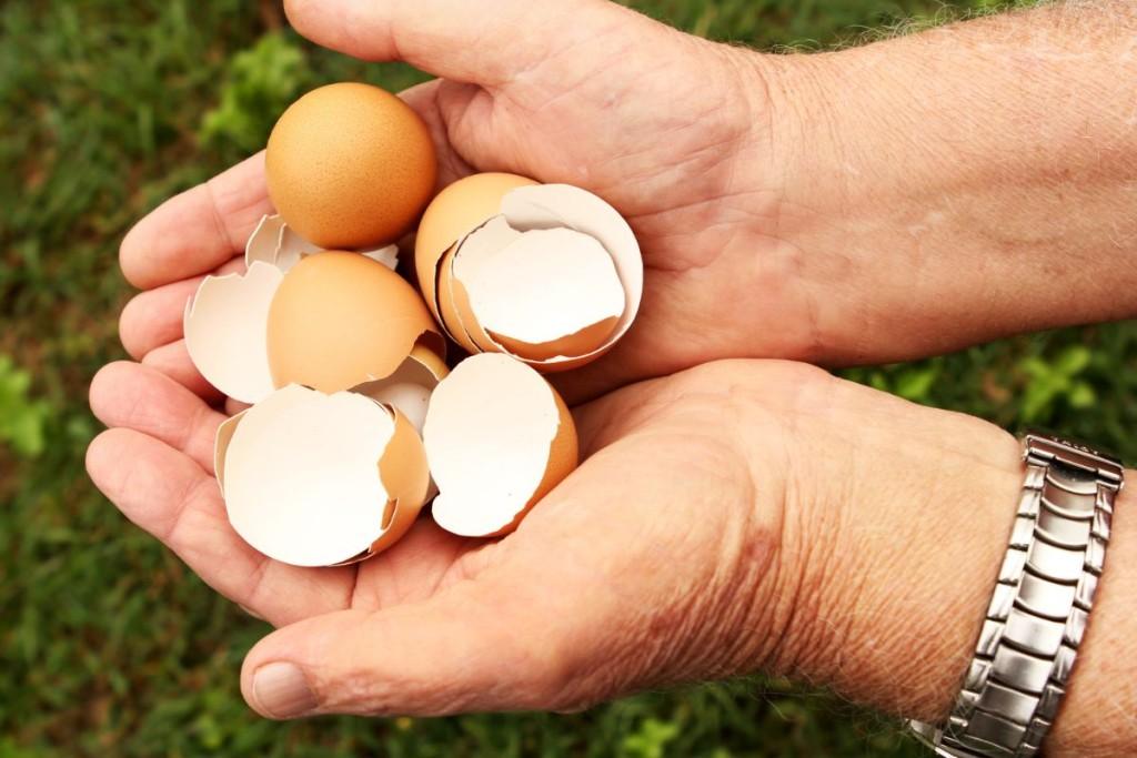 Virti-kiausiniu-lukstai-sveikatai-ir-sodui - Laikas.lt Virti kiaušinių lukštai - sveikatai ir sodui