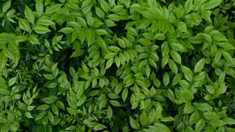 Antradienio augalų vadovas (lapkričio 12 d.): Lapkričio 12 d.: Atskleiskite kosmines paslaptis su savo Zodiako augalu šiandien!