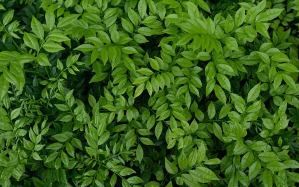 Antradienio augalų gidas (lapkričio 19 d.): Atraskite kosminį augalą, kuris šiandien papildys jūsų horoskopą!