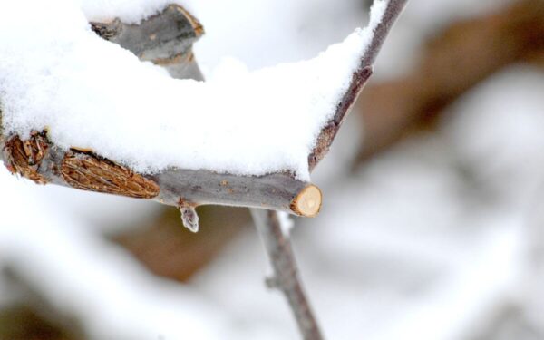 Pasak patyrusių sodininkų, šių augalų genėjimas turi būti atliekamas žiemą