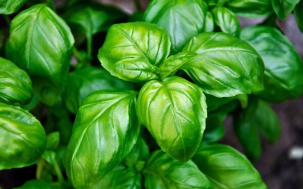 Kaip teisingai skinti baziliko lapus, kad šis nenuvystų?