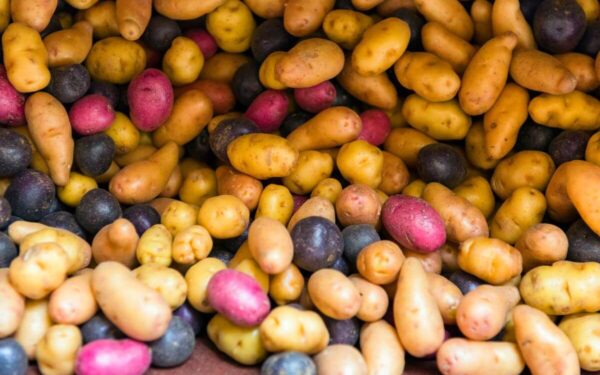 Bulvių veislės: Išbandykite šias naujas veisles ateinantį sezoną