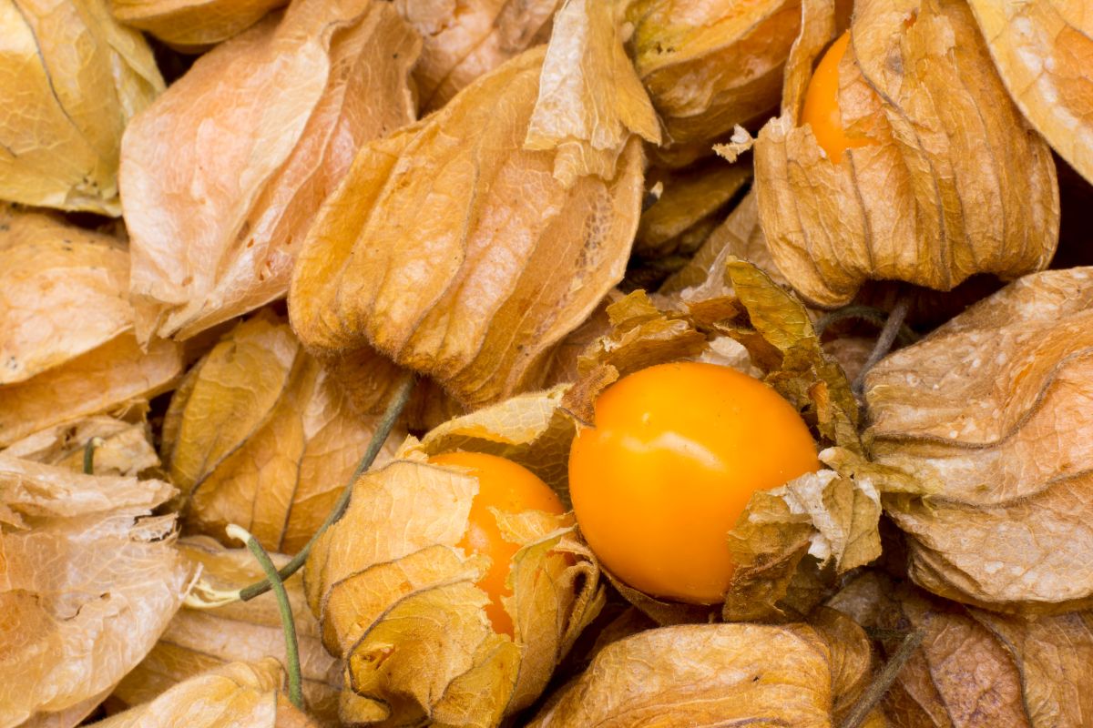 Dumplainis ir jo panaudojimas kulinarijoje