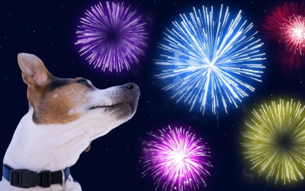 Kaip apsaugoti augintinius nuo fejerverkų triukšmo?