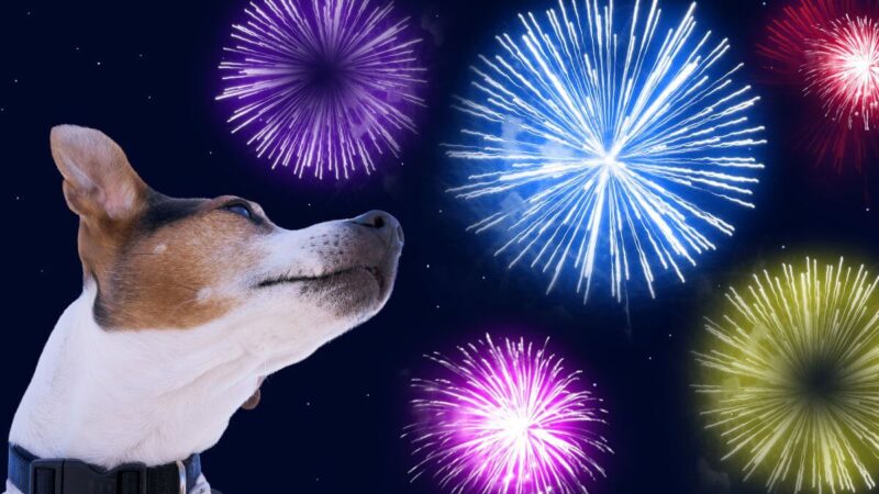 Kaip apsaugoti augintinius nuo fejerverkų triukšmo?