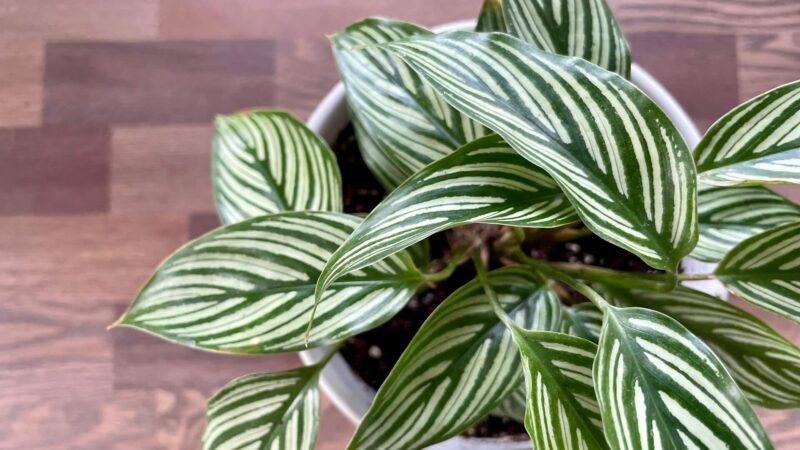 Kalatėja: Pasidalijo efektyviais patarimais kaip ją teisingai prižiūrėti žiemą