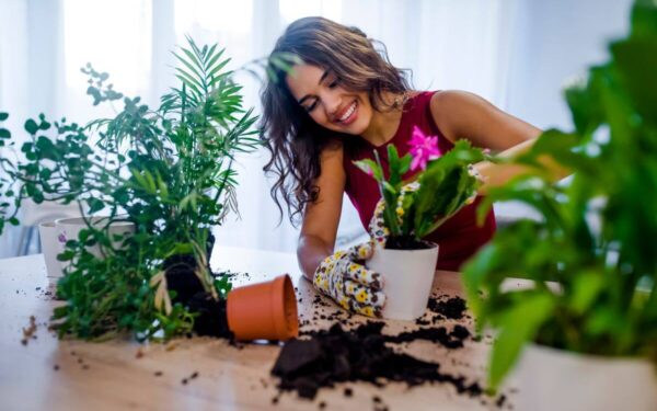 Ar kambariniai augalai gali būti persodinami žiemą? Atsako ekspertai