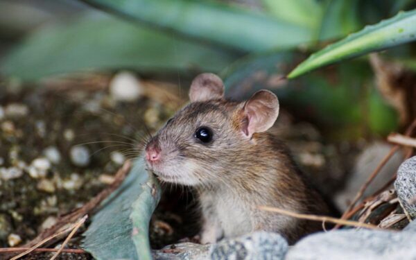 Kaip išvyti peles iš namų: naudingi patarimai