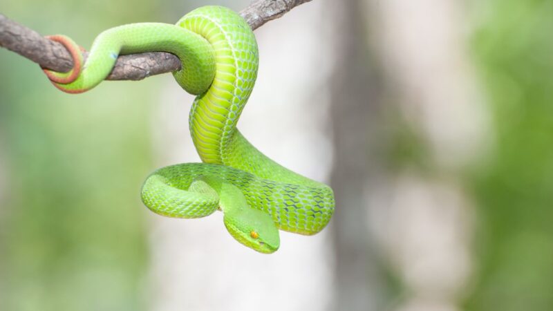 Ką pranašauja 2025 Gyvatės metai Avinams ir Jaučiams