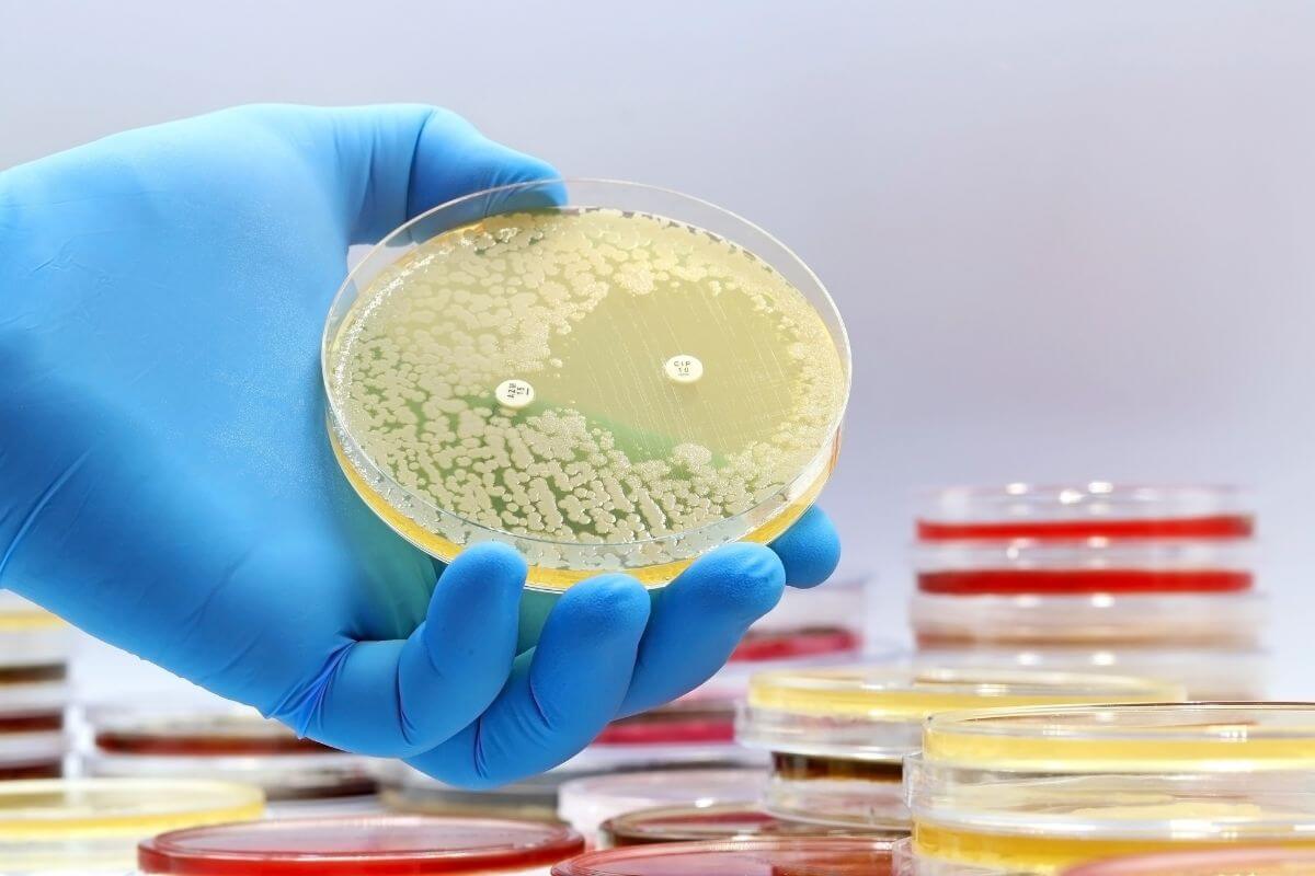 Antibiotikams atsparių bakterijų pažeidžiamumas