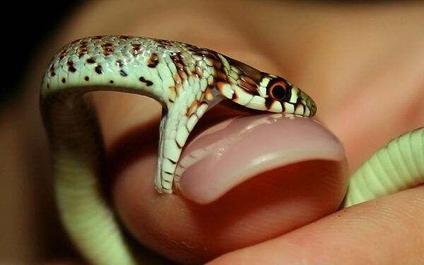 Kokia nagų spalva per 2025-ųjų Naujuosius metus nepatiks Gyvatei: venkite trijų atspalvių