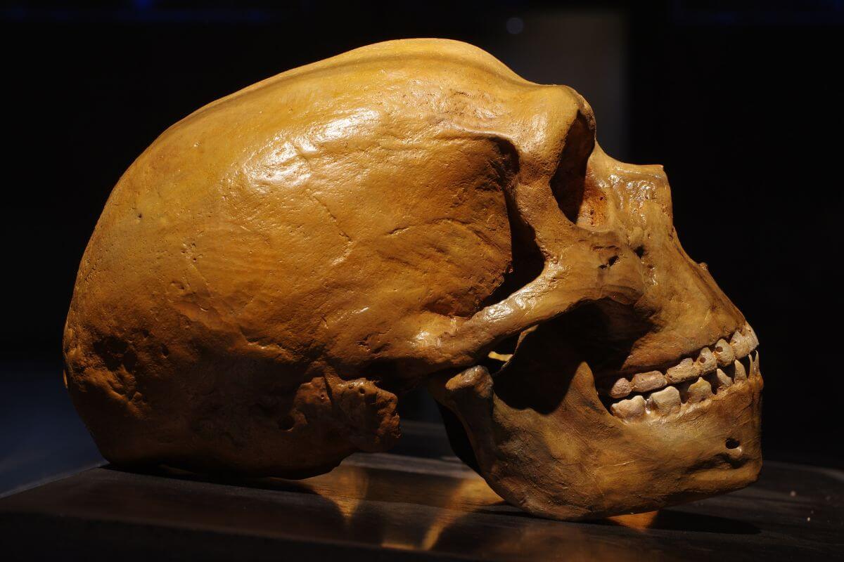 Neandertaliečiai ir šiuolaikiniai žmonės - skirtumai
