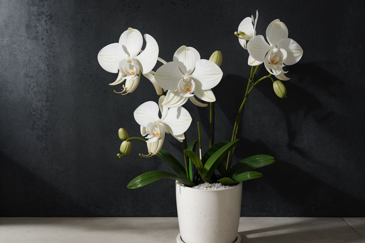 Orchidėjai atgaivinti reiks šio gėrimo - netikėta gudrybė