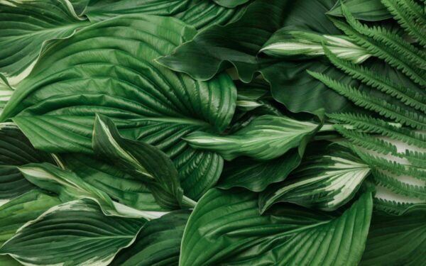 Šeštadienio augalų vadovas (gruodžio 7 d.): Atraskite savo kosminį ryšį su šiais Zodiako ženklu suderintais žiedais jau šiandien!