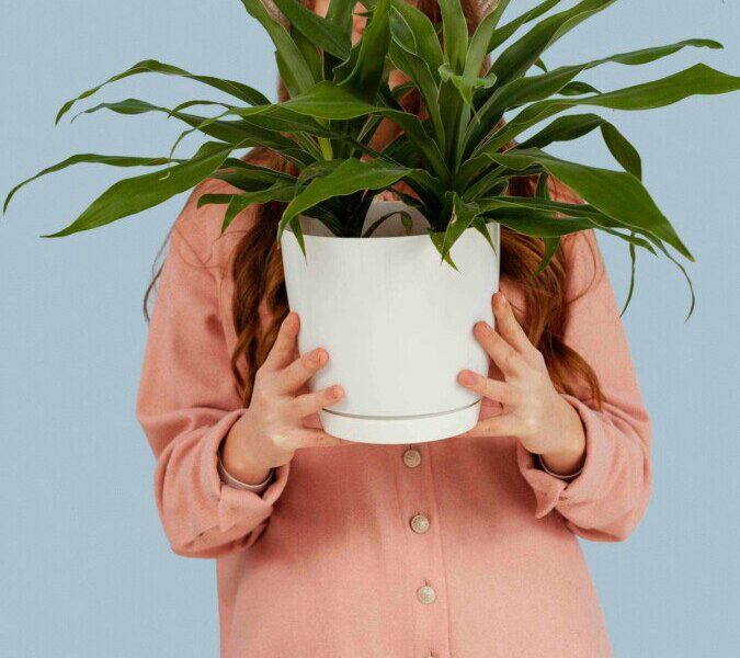 Šeštadienio Augalų Gidas (gruodžio 21 d.): Atraskite savo Zodiako Augalų Dangiškąją Esmę šiandien!