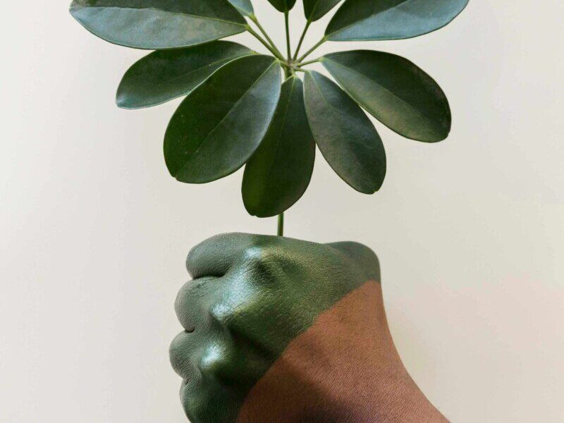 Šeštadienio augalų vadovas (gruodžio 28 d.): Atraskite Kosminę Išmintį! Sužinokite savo horoskopo augalą šiandien ir pakelkite savo energiją!