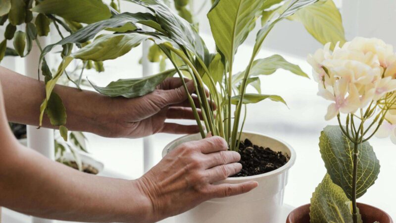 Antradienio augalų vadovas (gruodžio 10 d.): Atskleiskite kosminį savo Zodiako augalo žavesį ir pakeiskite savo dieną!