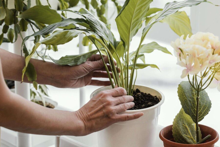 Antradienio augalų vadovas (gruodžio 10 d.): Atskleiskite kosminį savo Zodiako augalo žavesį ir pakeiskite savo dieną!