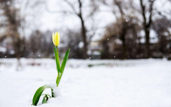 Pasak sodo ekspertų, šiuos 12 daugiamečių augalų būtina apgenėti žiemą