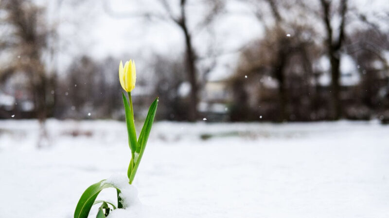Pasak sodo ekspertų, šiuos 12 daugiamečių augalų būtina apgenėti žiemą