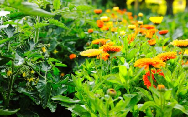 Ar žinote ką su kuo galima sodinti? Čia 15 paprastų augalų derinių klestinčiam sodui. I dalis