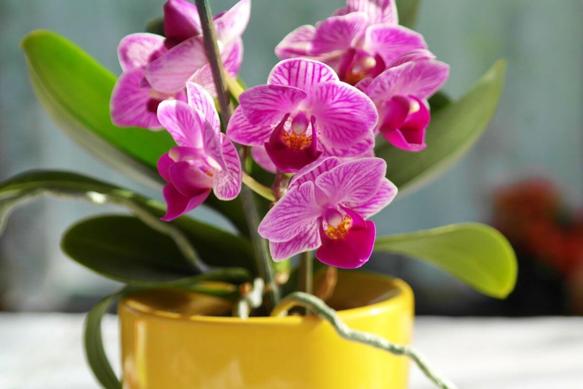 Ar reikia nupjauti orchidėjos stiebą. Ekspertų patarimai