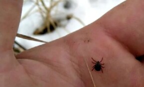 Erkės žiemą. Skaitytojo atsiųsta nuotr.