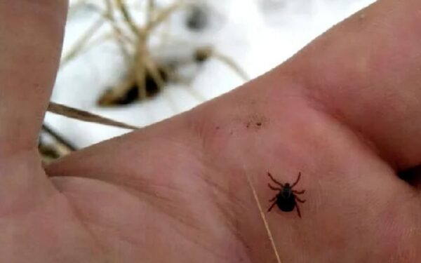 Erkės taip ir neužmigo. Kaltininkė – per šilta žiema, teigia ekspertai