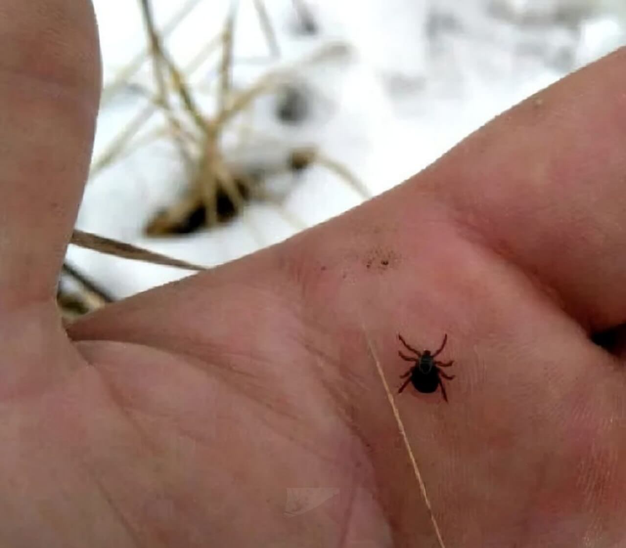 Erkės žiemą. Skaitytojo atsiųsta nuotr.