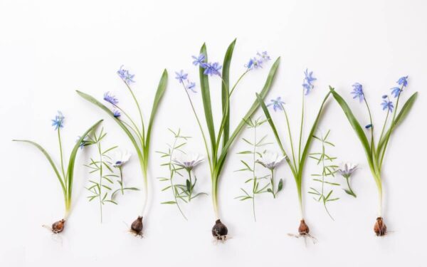 Pasak ekspertų šie būdai yra geriausi norint sodinti svogūnines gėles žiemą – įskaitant ir auginimui patalpose