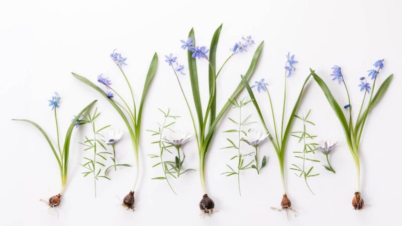 Pasak ekspertų šie būdai yra geriausi norint sodinti svogūnines gėles žiemą – įskaitant ir auginimui patalpose