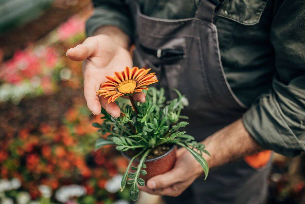 Populiariausios-geles-lietuviu-namuose-gerbera - Laikas.lt Populiariausios gėlės lietuvių namuose. Gerbera