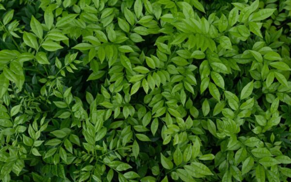 Šeštadienio Augalų Vadovas (sausio 11 d.): Atraskite kosmines paslaptis su šiandienos dangaus augalu!